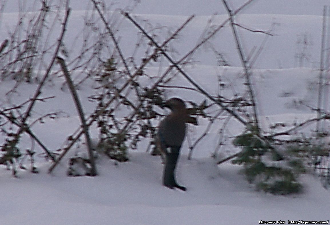 Сойка зимой разыскивает горох на огороде