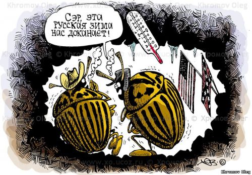 Caricature of Colorado beetles in northern vamerzayut